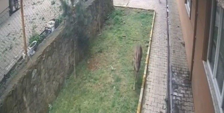 Artvin’de köpeklerin kovaladığı karacayı site sakinleri kurtardı
