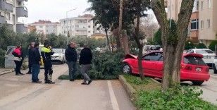 Alkollü sürücü ağacı devirerek durabildi
