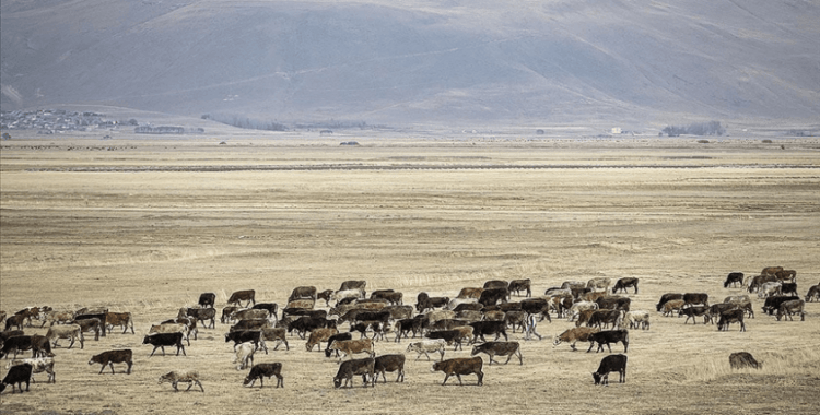 Türkiye, büyükbaş ve küçükbaş hayvan sayılarında AB ülkelerini geride bıraktı