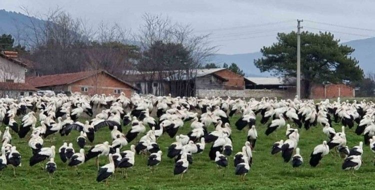 Göçmen leylekler Domaniç’te mola verdi
