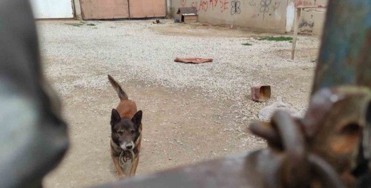 Yasaklı cins köpek barınağa teslim edildi
