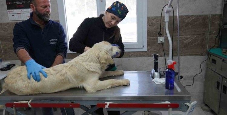 Menemen Belediyesi depremzede can dostlara sahip çıktı