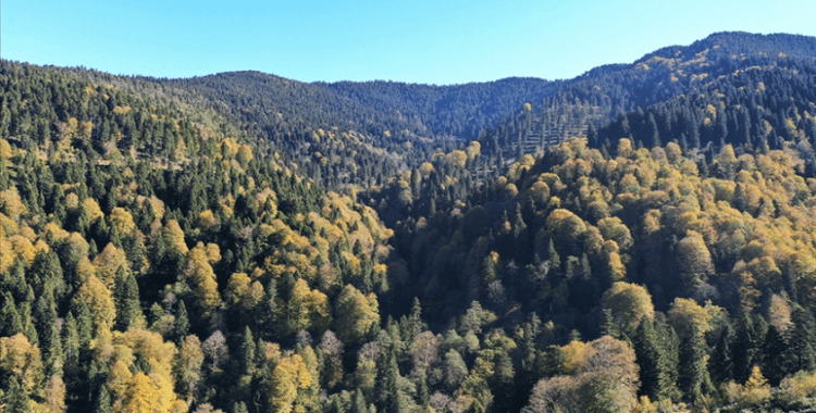 Ormanlarda gençleştirme ve rehabilitasyon seferberliği