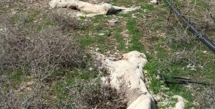 Kayseri'de ayakları bağlı 2 köpek ölüsü bulundu