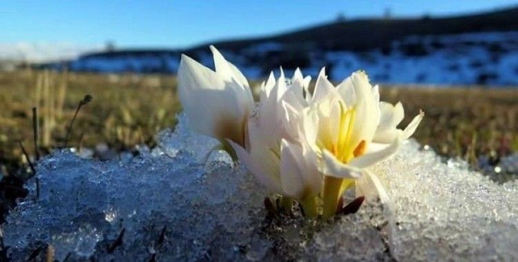 Erzincan’da baharın müjdecisi kardelenler çiçek açtı
