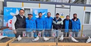 Azman güvercinleri güzelliğiyle yarıştı
