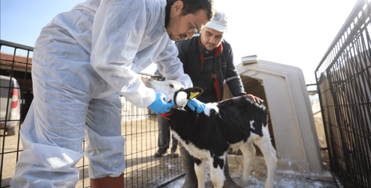 Şaptan 13 yıldır ari Trakya'ya hastalığın gelmemesi için yoğun çaba sarf ediliyor