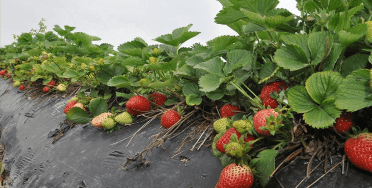 Mersin'de açık alanda üretilen tescilli Silifke çileğinde hasat sezonu başladı