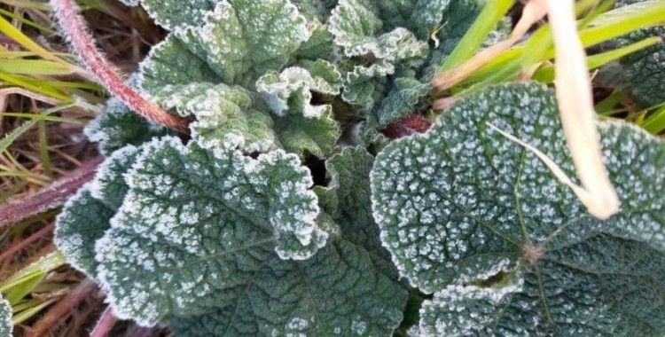 Aydın’a zirai don uyarısı
