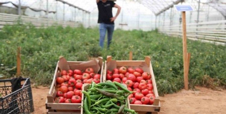 Aydın Büyükşehir Belediyesi bu yıl da ata tohumlarından sebze hasadına başladı
