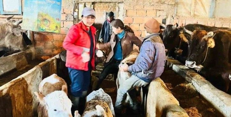 Sandıklı’da büyükbaş hayvanlara şap aşısı uygulaması devam ediyor