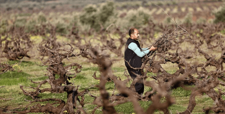 Hatay'da deprem nedeniyle evlerini terk eden çiftçiler, bahçelerinin bakımı için geri dönüyor