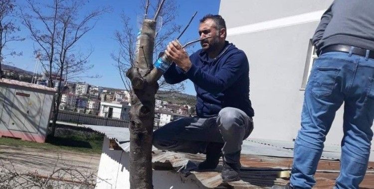 Duyarlı öğretmenden yabani meyve ağaçlarına aşı
