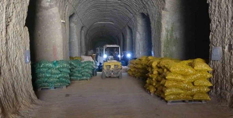 Milli patates tohumları toprakla buluşuyor