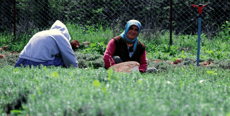 Depremler Hatay'ın Altınözü ilçesindeki zahter üretimini olumsuz etkiledi