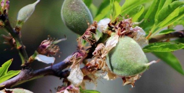 Çağla-bademi kilosu 100 liradan tezgaha indi
