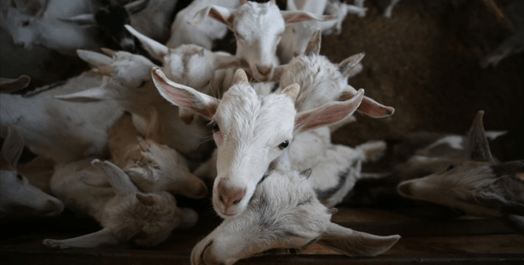 Kahramanmaraş'ta depremlerde hasar görmeyen mandıra üretime devam ediyor