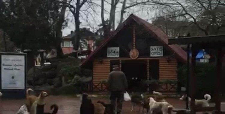 Çaycuma’da sürü halinde gezen sokak köpekleri korkutuyor
