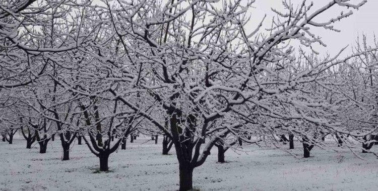 Sivaslı’da yağan kar meyve ağaçlarını olumsuz etkiledi
