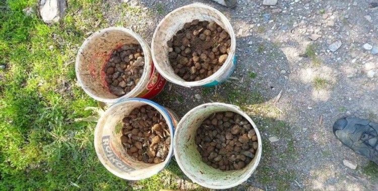 Kaçak salep avcıları jandarmadan kaçamadı
