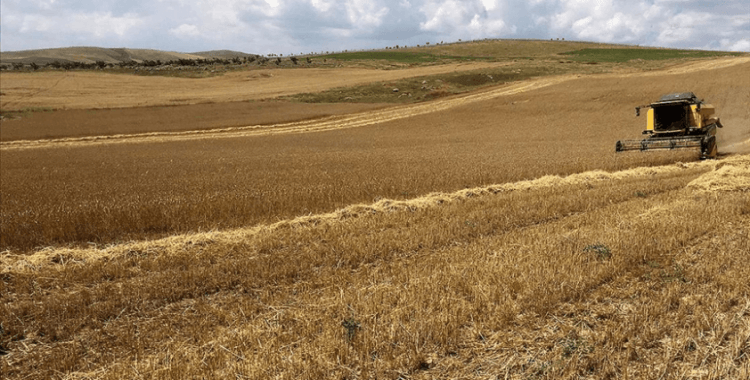 Tarım ve Orman Bakanlığı kuraklığa dayanıklı çeşitlerin ekimini yaygınlaştırıyor