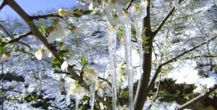 Meteorolojinin zirai don uyarısı sürüyor
