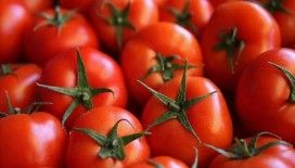 Uzay domatesleri Dünya'ya dönüyor