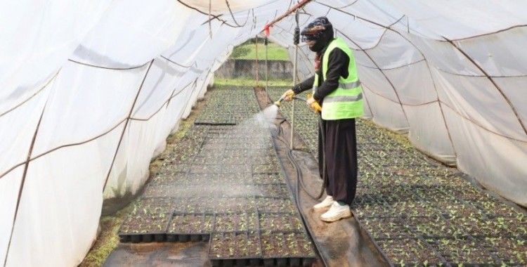 2 milyon yazlık çiçeğin üretimi başladı