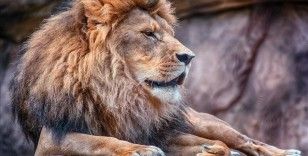 Dünyanın en yaşlı vahşi aslanlarından Loonkiito, Kenya'da köy sakinlerince öldürüldü