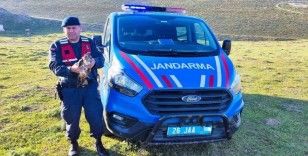 Yaralı halde bulunan ‘Şahin’ jandarma ekiplerince tedavi ettirildi
