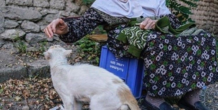 Sokak kedileri öksüz kaldı
