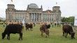 Almanya'da çevreciler ineklerini Meclis bahçesinde otlattı