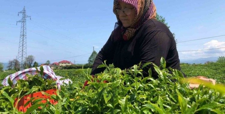 Rize’de yaş çay üreticileri bahçelere girmeye başladı
