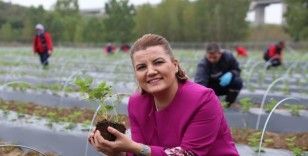 Çilek Köy'de hasat edilen çilekler Çınar Halk Market ve Gülümse Kafe'de yerini aldı