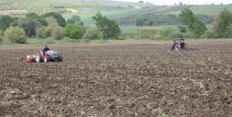 Ayçiçeği ve Buğday tohumları toprakla buluşuyor