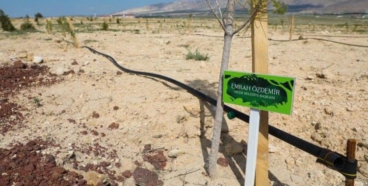 Niğde Belediyesi’nden Elif için hatıra ormanı
