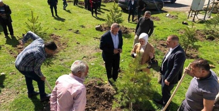 Ulaş’a 8 bin çam fidanı dikildi