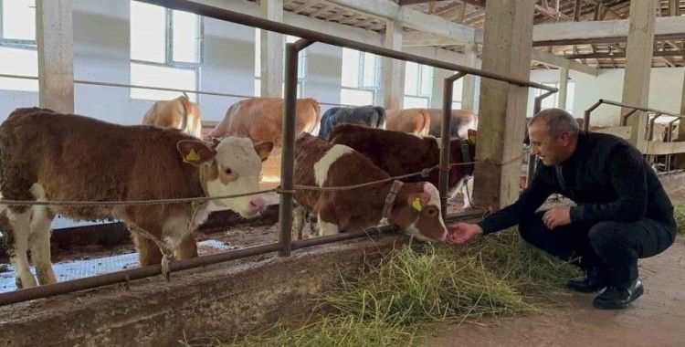 Ordu’da besiciler yeni ahır sistemini benimsedi
