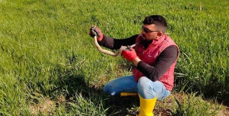 Yakaladığı yılanla kedi yavrusuyla oynar gibi oynadı
