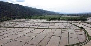 Tosya'da çeltik ekimi başladı