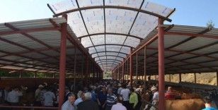 Asarcık Hayvan Pazarı açıldı
