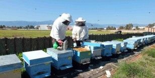 Burhaniye’de arıcılıkta bereket yılı

