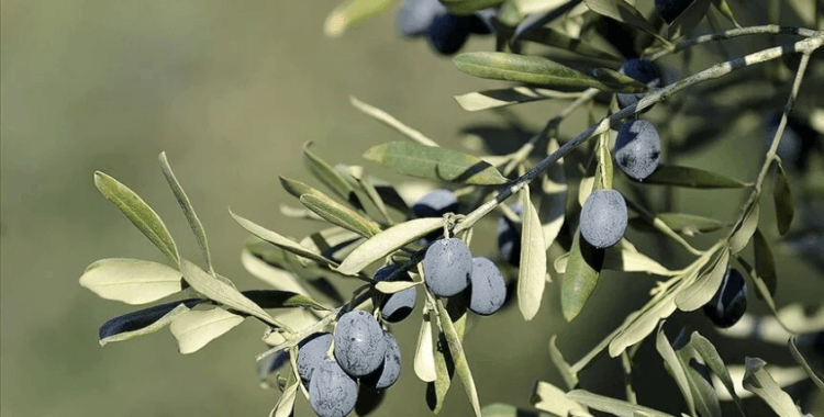 Gemlik zeytinine Avrupa Birliği tescili geliyor
