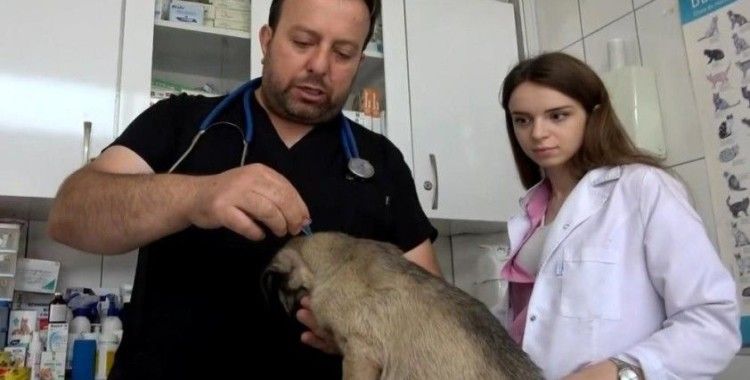 Uzmanlardan kenelerin evcil hayvanlarla yayılmasına karşı uyarı