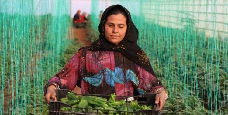 Tarımsal girdi fiyat endeksi yıllık yüzde 49,70 arttı
