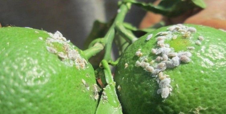 Aydın’da turunçgil unlu bit zararlısı ile mücadele başladı
