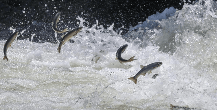 Van'da kaçak avlanan 20 ton inci kefali ele geçirildi