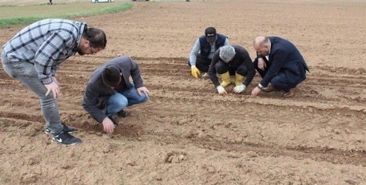 Hibe destekli yağlık ayçiçeği tohumları toprakla buluştu
