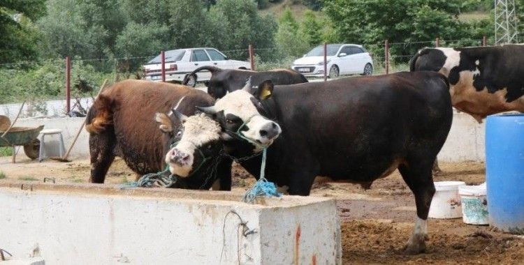Samsun’da SAT-2 tipi şap hastalığı ile mücadele