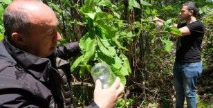 Kestane ağaçlarına zarar veren gal arısıyla mücadele sürüyor
